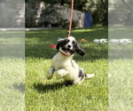 Small Labrador Retriever