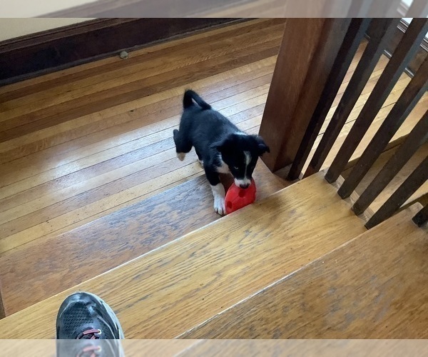 Medium Photo #6 Border Collie Puppy For Sale in KANSAS CITY, MO, USA