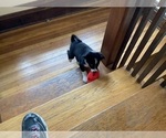 Small Photo #17 Border Collie Puppy For Sale in KANSAS CITY, MO, USA