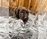 Small #14 Labrador Retriever