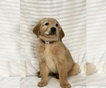 Small Photo #6 Golden Retriever Puppy For Sale in BRANDON, FL, USA