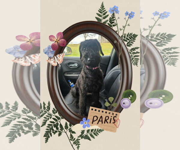 Medium Photo #1 Airedoodle Puppy For Sale in Walnutport, PA, USA