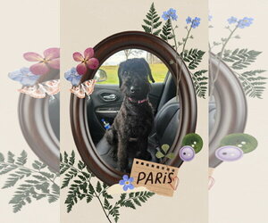 Airedoodle Dogs for adoption in Walnutport, PA, USA