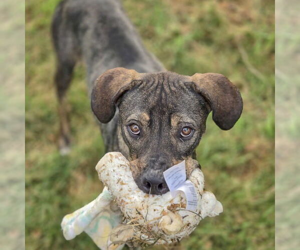 Medium Photo #13 German Shepherd Dog-Vizsla Mix Puppy For Sale in Huntley, IL, USA