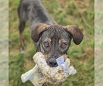 Small #12 German Shepherd Dog-Vizsla Mix