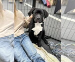 Small #3 Labrador Retriever Mix
