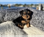 Small Photo #8 Yorkshire Terrier Puppy For Sale in HALLANDALE BEACH, FL, USA