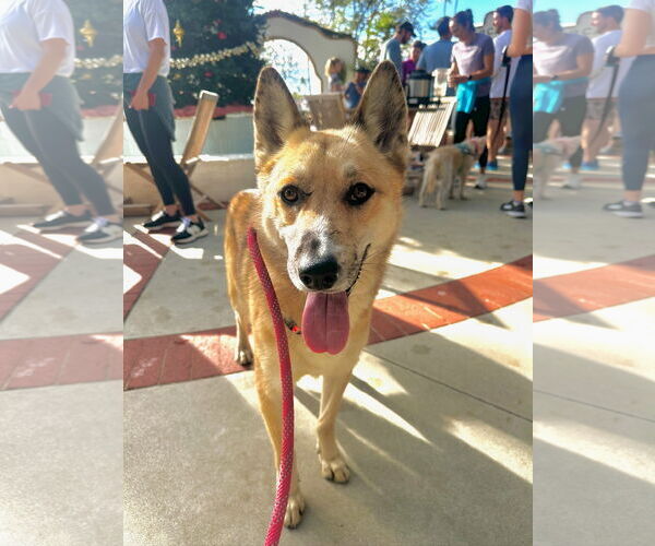 Medium Photo #3 Australian Shepherd-Retriever  Mix Puppy For Sale in Newport Beach, CA, USA