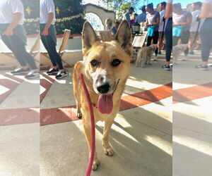 Foxy - Female Australian Shepherd-Unknown Mix Dog for Adoption - Photo #3