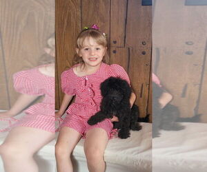 Medium Bernedoodle (Miniature)