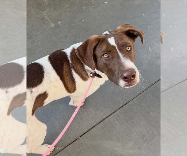 Medium Photo #6 Pointer Puppy For Sale in Cave Creek, AZ, USA