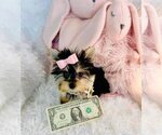 Small #1 Morkie