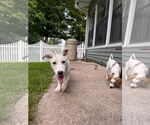 Small #3 Dachshund Mix