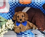 Small Photo #7 Cavapoo Puppy For Sale in NOTTINGHAM, PA, USA