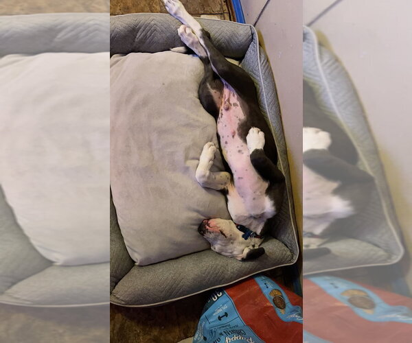 Medium Photo #7 Great Dane Puppy For Sale in Bullard, TX, USA