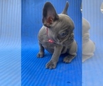 Small Photo #3 French Bulldog Puppy For Sale in GLENDALE, CA, USA