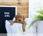 Small Photo #9 Goldendoodle (Miniature) Puppy For Sale in FARR WEST, UT, USA