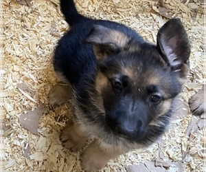German Shepherd Dog Puppy for sale in CANNON FALLS, MN, USA