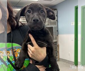 Labrador Retriever-Unknown Mix Dogs for adoption in Washington, DC, USA