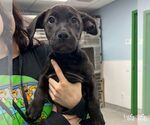 Small Labrador Retriever Mix