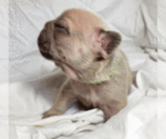 Small Photo #10 French Bulldog Puppy For Sale in PASCO, WA, USA