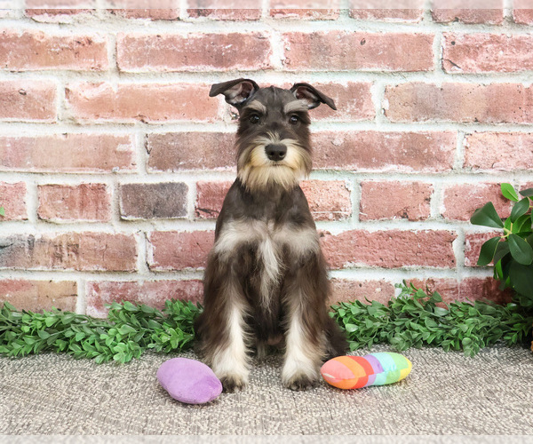 Medium Photo #12 Schnauzer (Miniature) Puppy For Sale in SYRACUSE, IN, USA