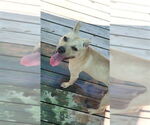 Small #6 American Pit Bull Terrier