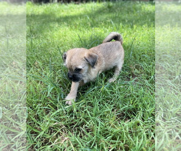 Medium Photo #6 Pug-Unknown Mix Puppy For Sale in Pacolet, SC, USA