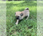 Small #5 Pug Mix