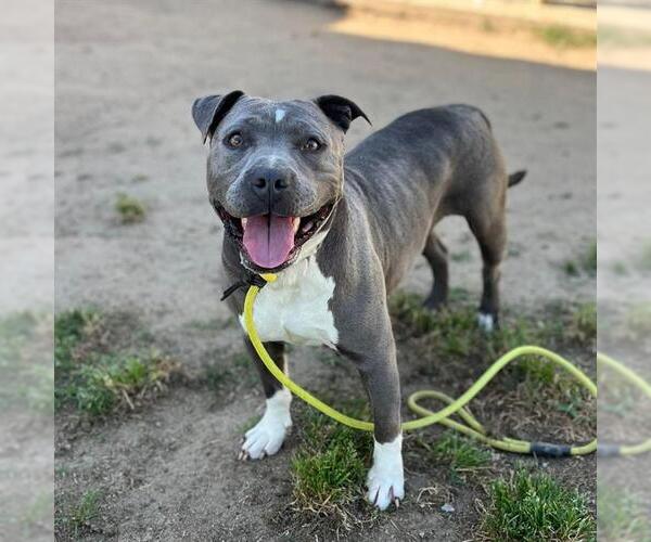 Medium Photo #1 Mutt Puppy For Sale in Modesto, CA, USA