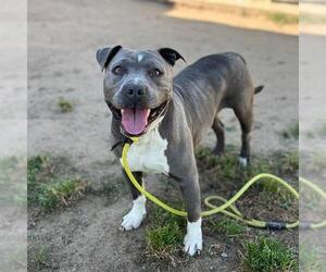 Mutt Dogs for adoption in Modesto, CA, USA