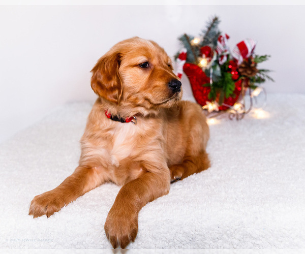 Medium Photo #9 Golden Retriever Puppy For Sale in WAKARUSA, IN, USA