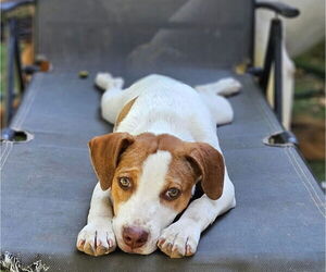 Labrador Retriever-Unknown Mix Dogs for adoption in Woodbury, NY, USA