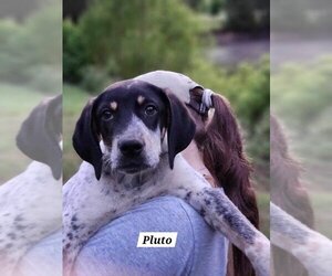 Bluetick Coonhound-Unknown Mix Dogs for adoption in Canton, CT, USA