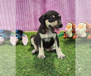 Catahoula Leopard Dog Puppy for sale in CUMBY, TX, USA