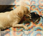 Small Photo #15 Golden Labrador Puppy For Sale in MESA, CO, USA