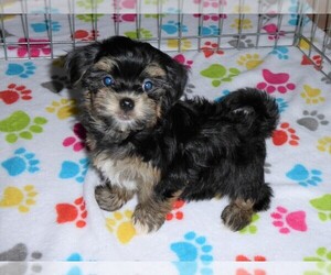 Havanese Puppy for sale in ORO VALLEY, AZ, USA