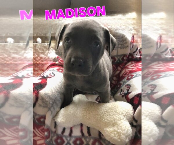 Medium Photo #14 American Pit Bull Terrier-German Shepherd Dog Mix Puppy For Sale in Tampa, FL, USA