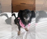 Small Chiweenie