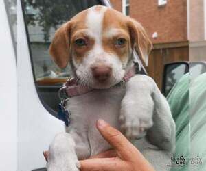 Tyna - Female Mutt Dog for Adoption - Photo #5