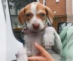 Small #4 Mutt