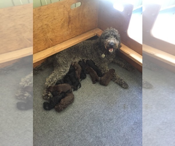 Medium Photo #7 Labradoodle Puppy For Sale in WATERLOO, SC, USA