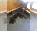 Small Photo #7 Labradoodle Puppy For Sale in WATERLOO, SC, USA