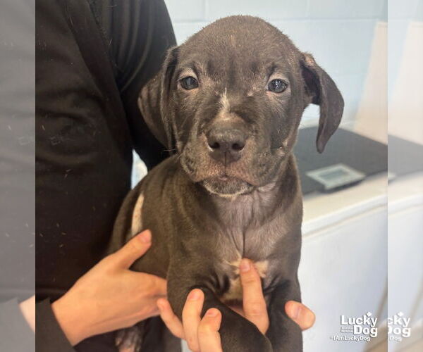 Medium Photo #4 Labrador Retriever-Unknown Mix Puppy For Sale in Washington, DC, USA