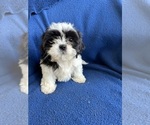 Small #5 Shih Tzu