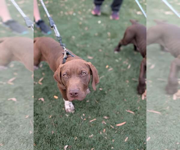 Medium Photo #6 Labrador Retriever-Unknown Mix Puppy For Sale in Holly Springs, NC, USA