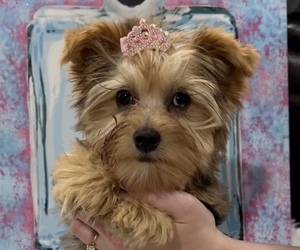 Yorkshire Terrier Puppy for sale in MERTZON, TX, USA