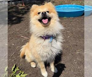 Pomeranian-Unknown Mix Dogs for adoption in Aurora, CO, USA