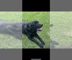 Small Photo #1 Labrador Retriever Puppy For Sale in Cessnock, New South Wales, Australia