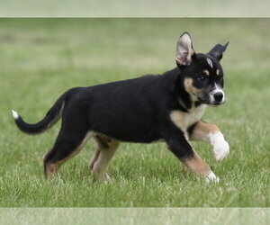 Australian Shepherd-Unknown Mix Dogs for adoption in Mechanicsburg, PA, USA